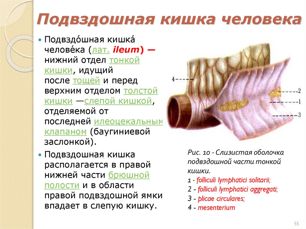 Подвздошная кишка человека