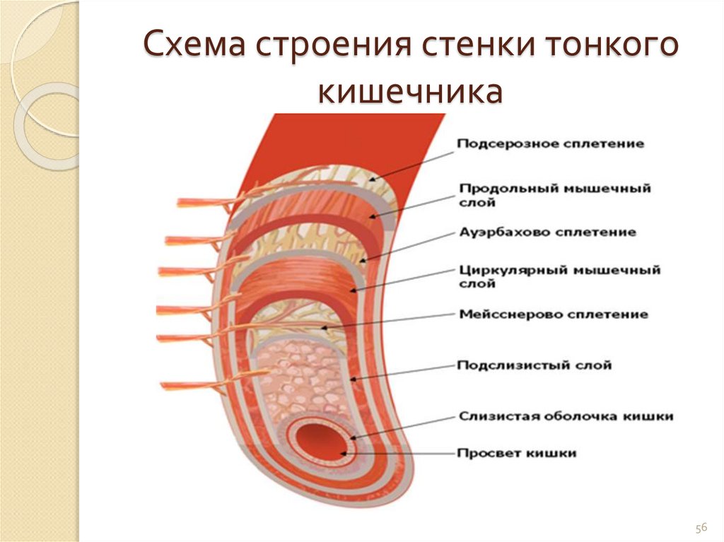 Схема строения стенки тонкого кишечника