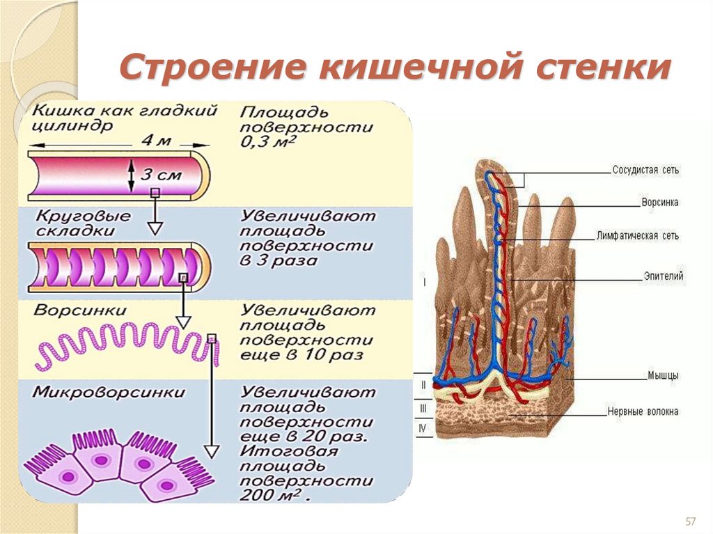 Строение кишечной стенки
