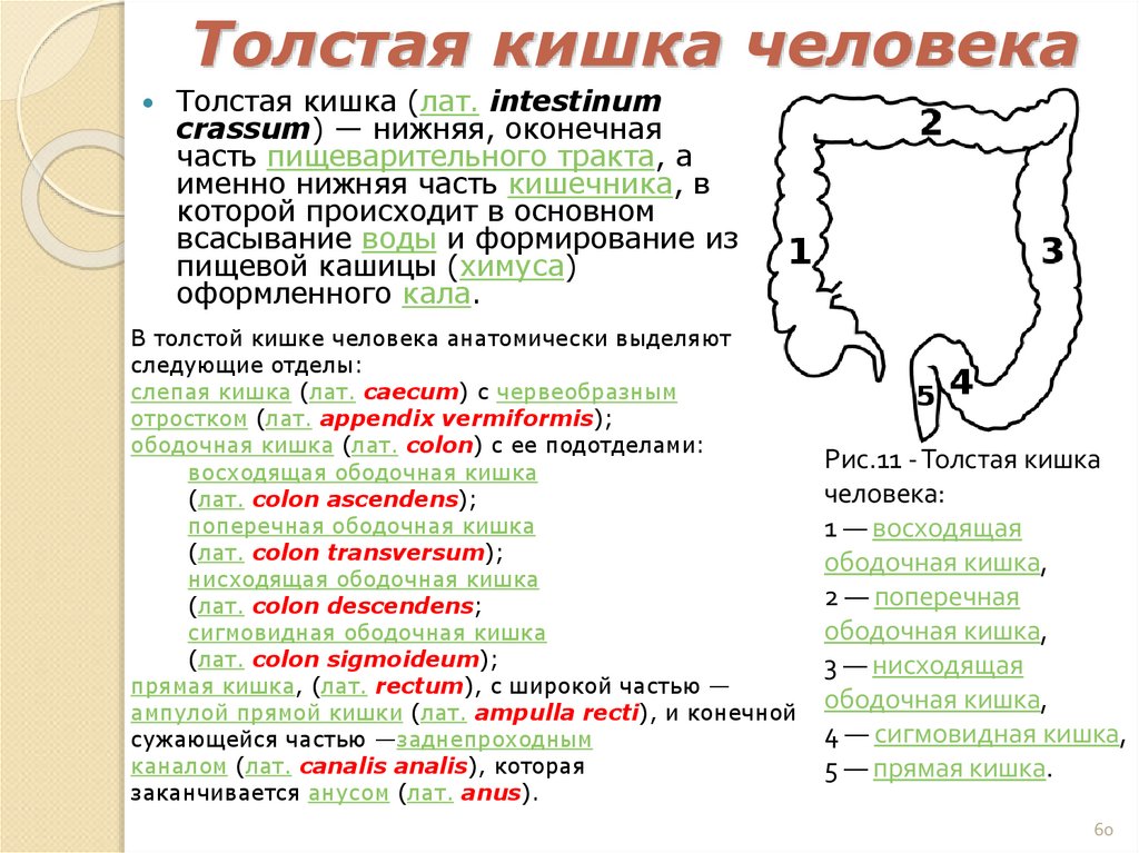 Толстая кишка человека