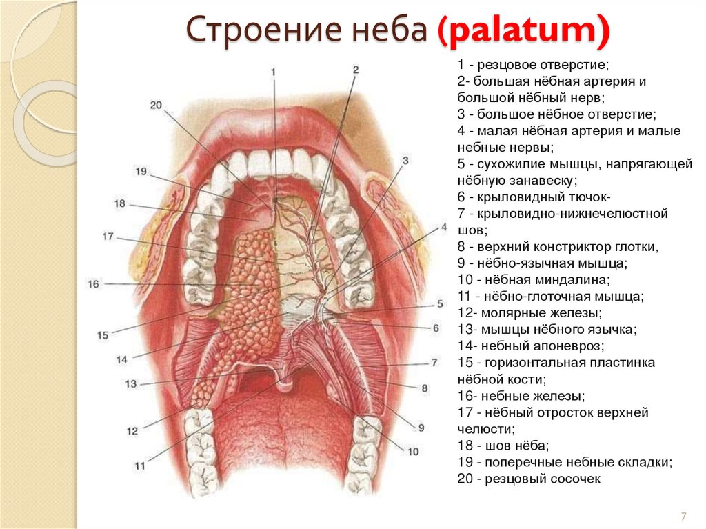 Строение неба (palatum)