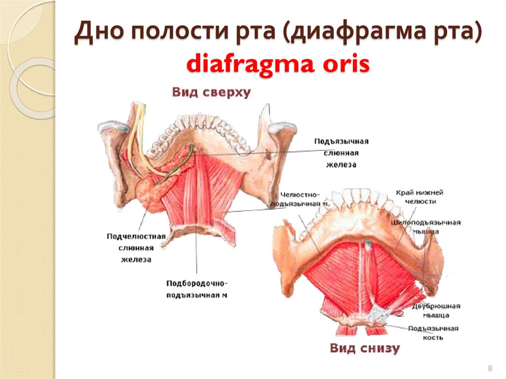 Дно полости рта (диафрагма рта) diafragma oris