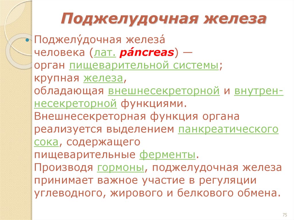 Поджелудочная железа