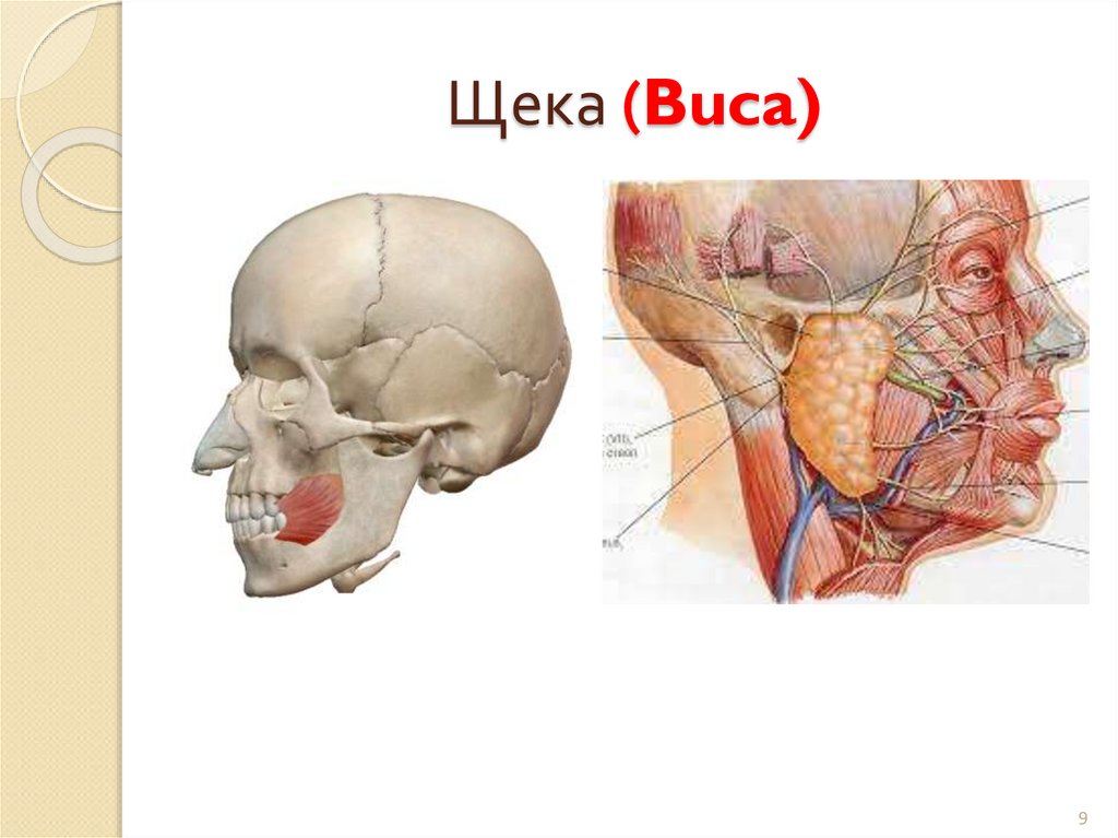 Щека (Buca)
