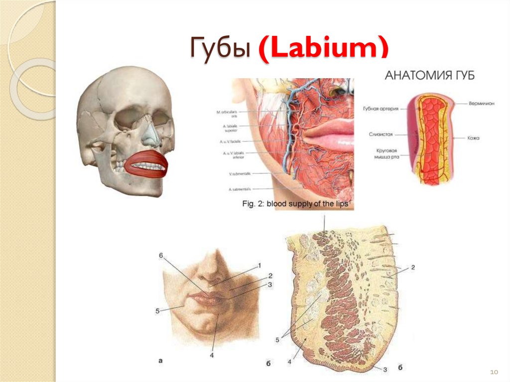 Губы (Labium)