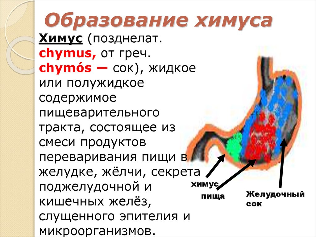 Образование химуса
