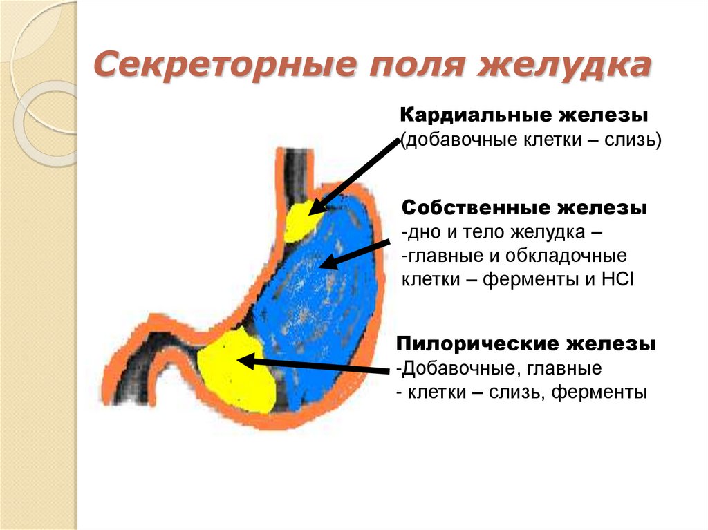 Секреторные поля желудка
