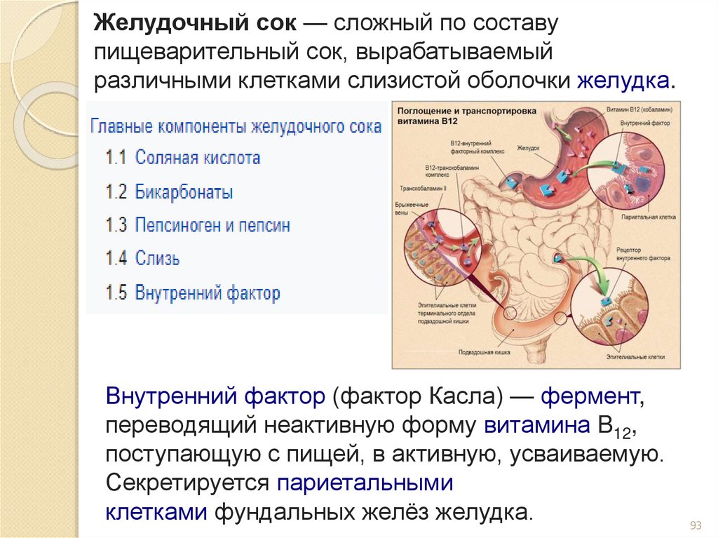 Желудочный сок — сложный по составу пищеварительный сок, вырабатываемый различными клетками слизистой оболочки желудка.