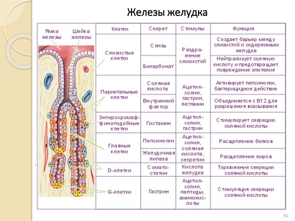 Железы желудка