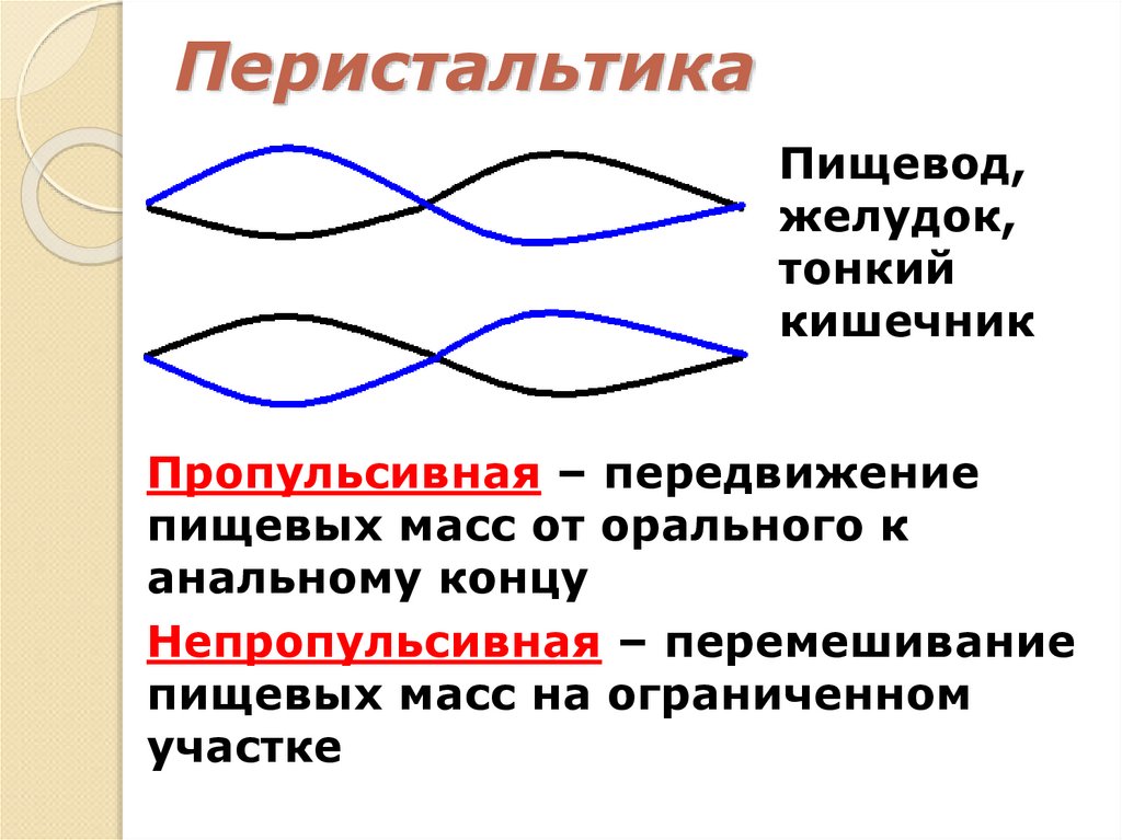 Перистальтика