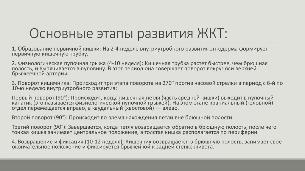 Основные этапы развития ЖКТ: