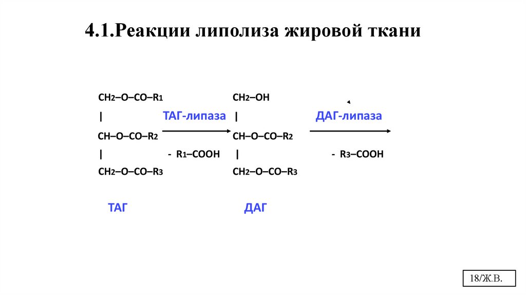 4.1.Реакции липолиза жировой ткани