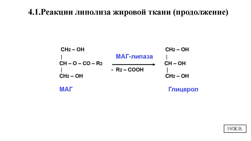 4.1.Реакции липолиза жировой ткани (продолжение)