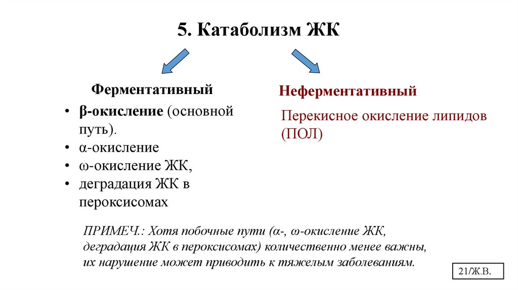 5. Катаболизм ЖК