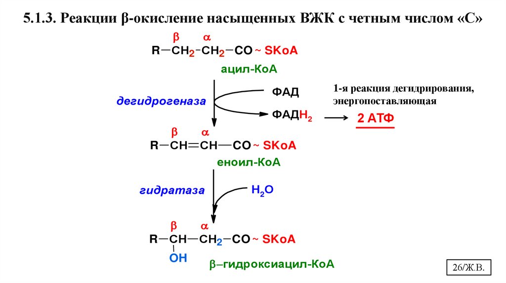 5.1.3. Реакции β-окисление насыщенных ВЖК с четным числом «С»