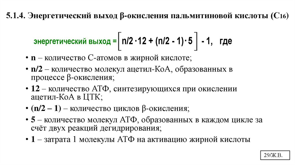 5.1.4. Энергетический выход β-окисления пальмитиновой кислоты (С16)