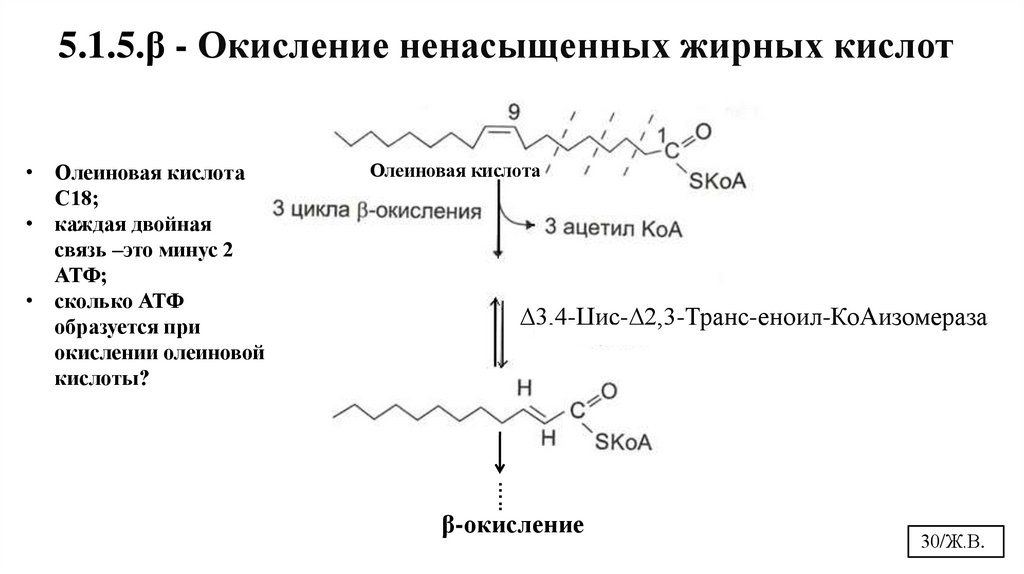 5.1.5.β - Окисление ненасыщенных жирных кислот