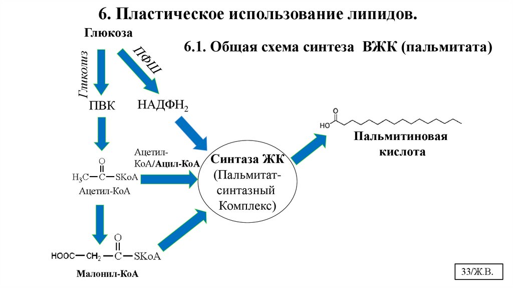 6.1. Общая схема синтеза ВЖК (пальмитата)