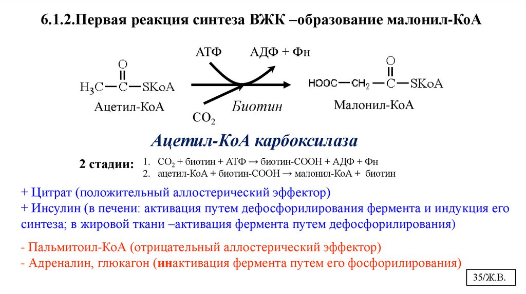 Ацетил-КоА карбоксилаза
