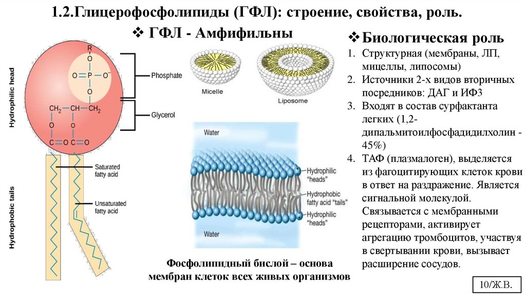 1.2.Глицерофосфолипиды (ГФЛ): строение, свойства, роль.