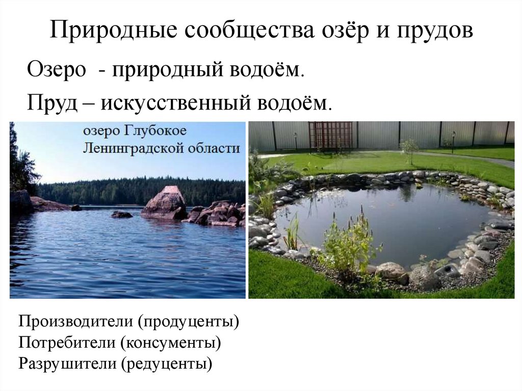 Природные сообщества озёр и прудов