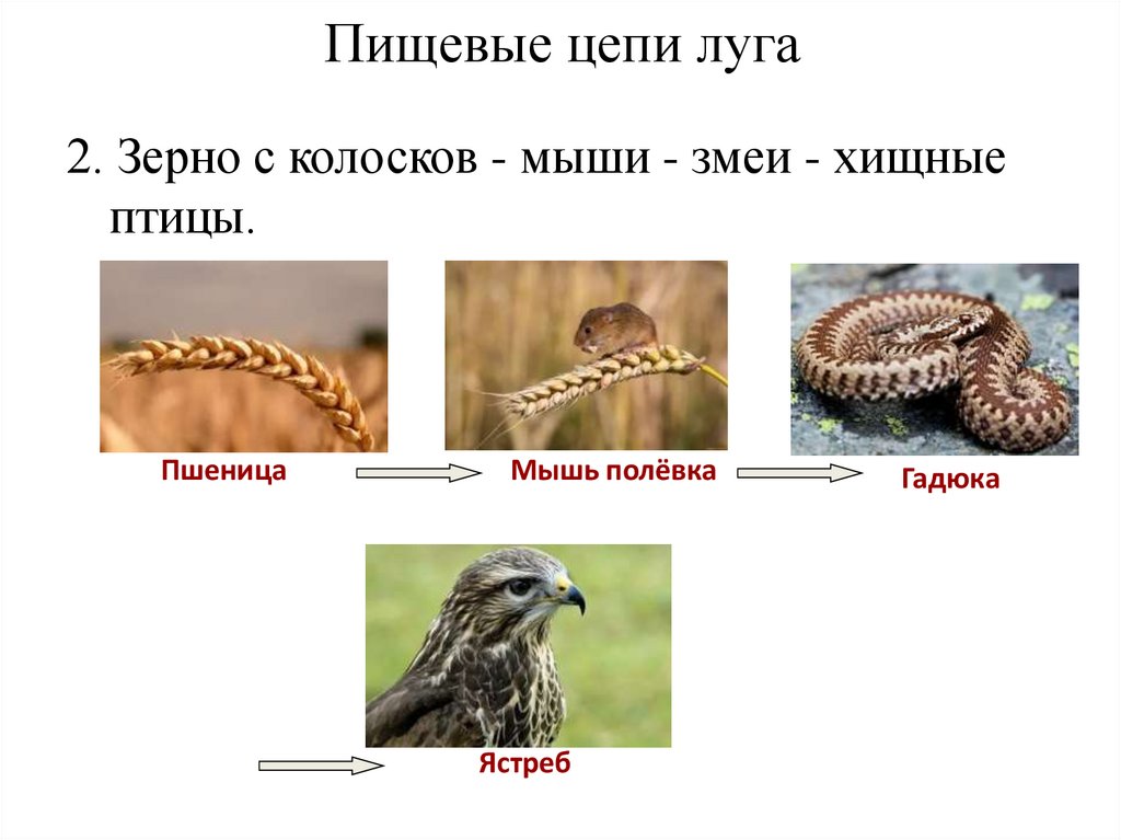 Пищевые цепи луга