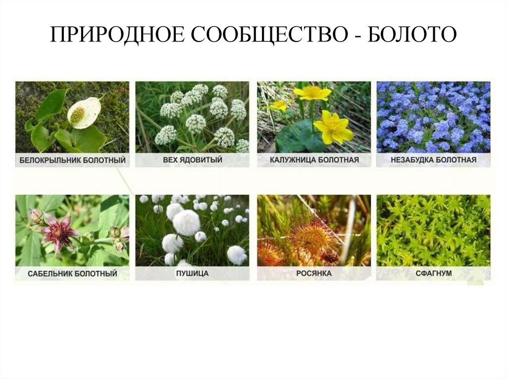 ПРИРОДНОЕ СООБЩЕСТВО - БОЛОТО