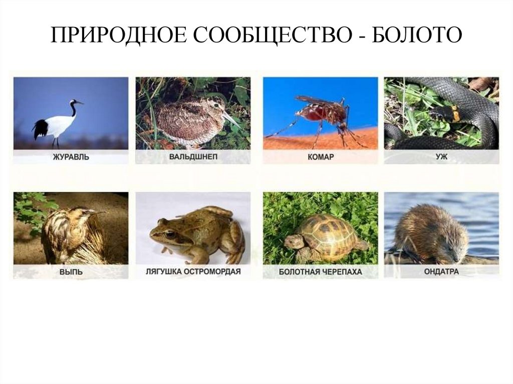 ПРИРОДНОЕ СООБЩЕСТВО - БОЛОТО