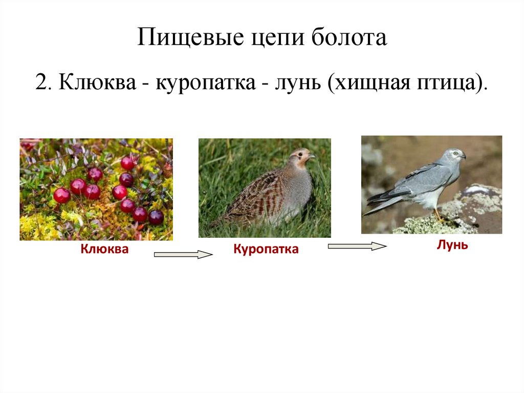 Пищевые цепи болота