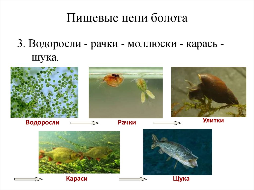 Пищевые цепи болота