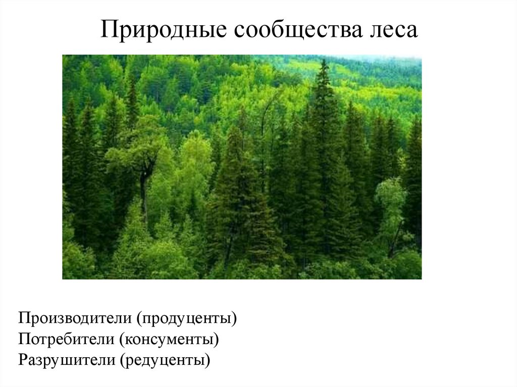 Природные сообщества леса