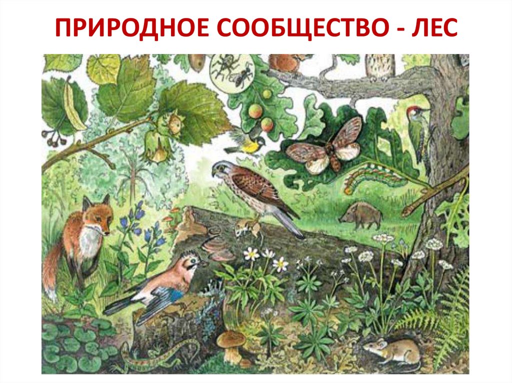 ПРИРОДНОЕ СООБЩЕСТВО - ЛЕС