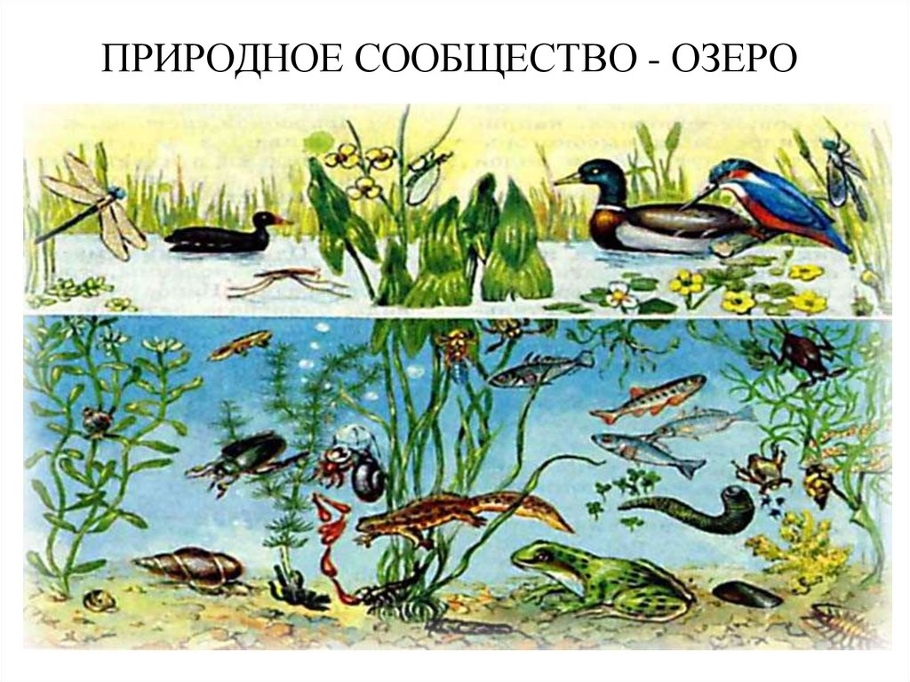 ПРИРОДНОЕ СООБЩЕСТВО - ОЗЕРО