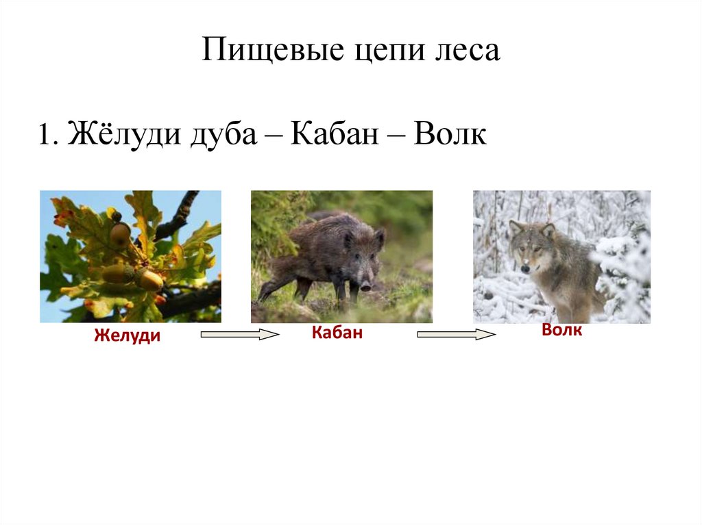 Пищевые цепи леса