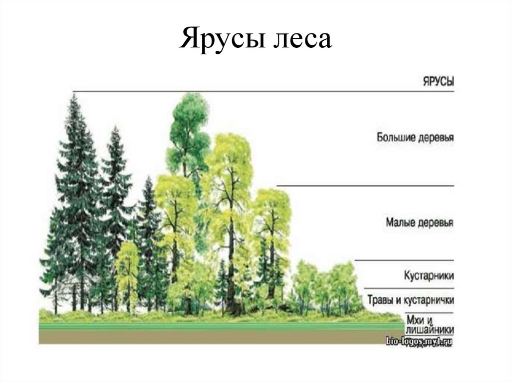 Ярусы леса