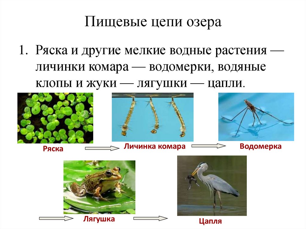 Пищевые цепи озера