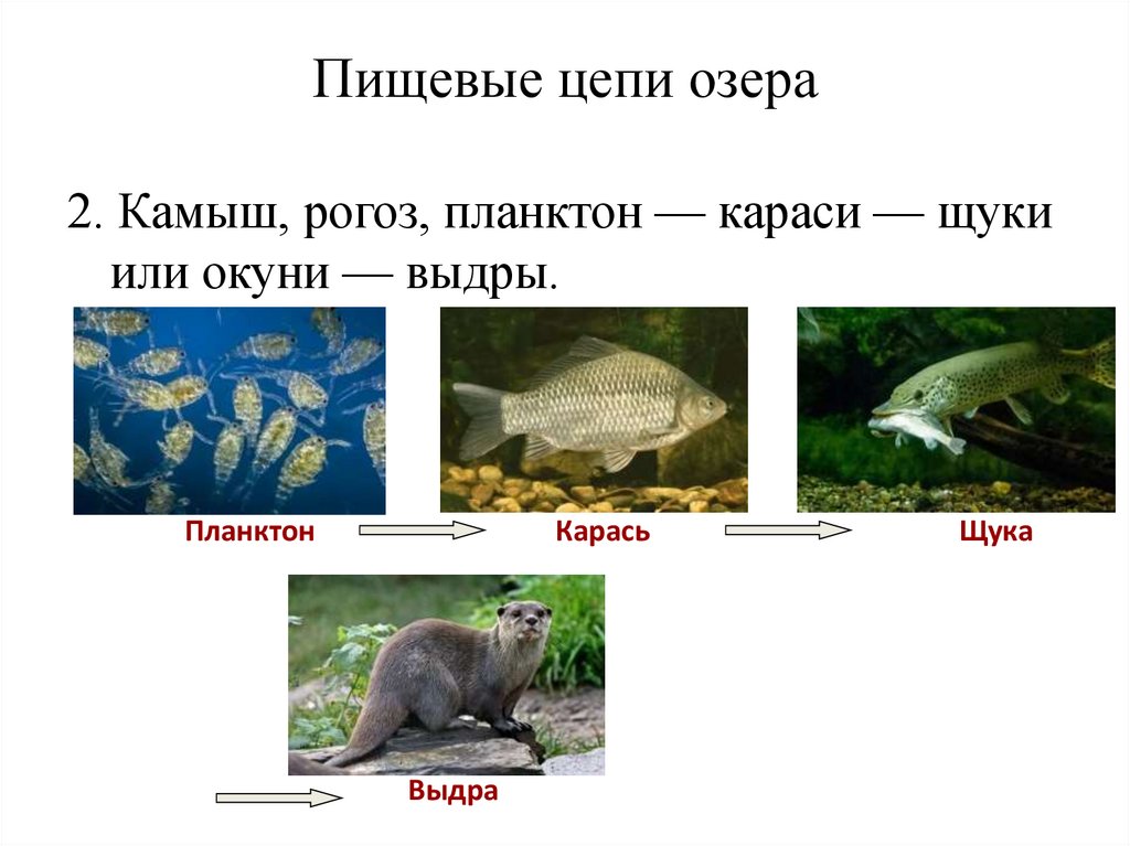 Пищевые цепи озера