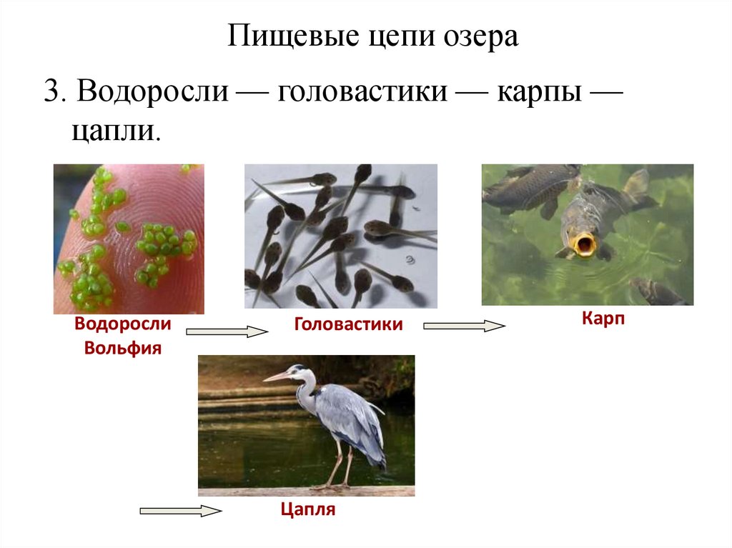 Пищевые цепи озера