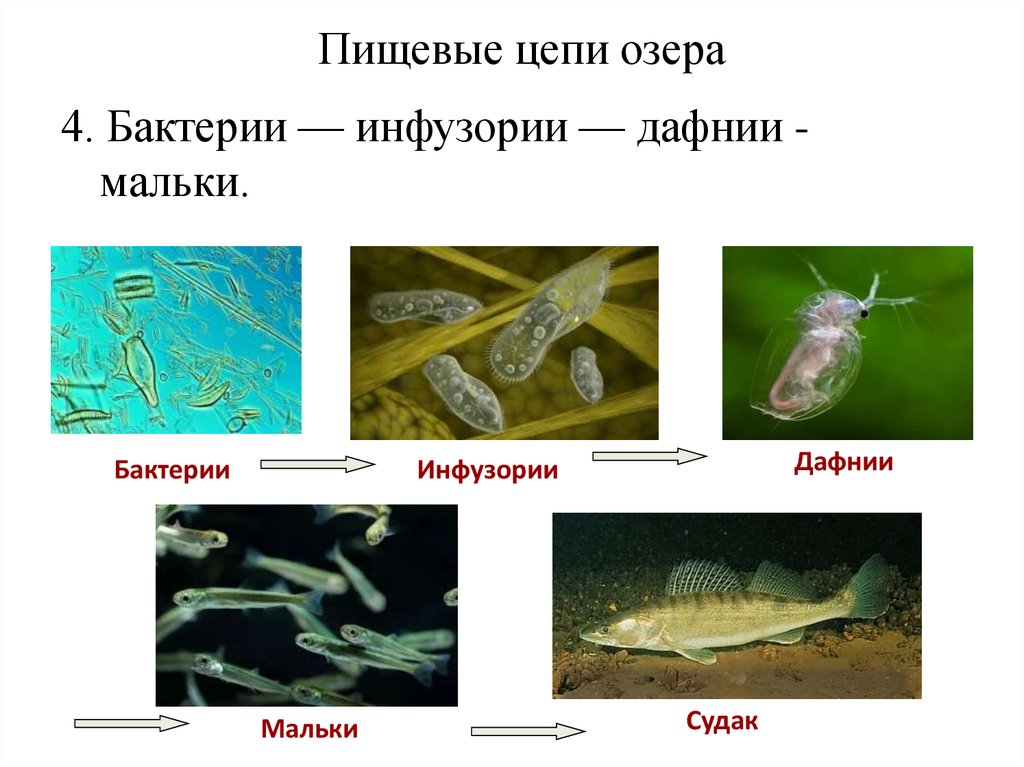 Пищевые цепи озера