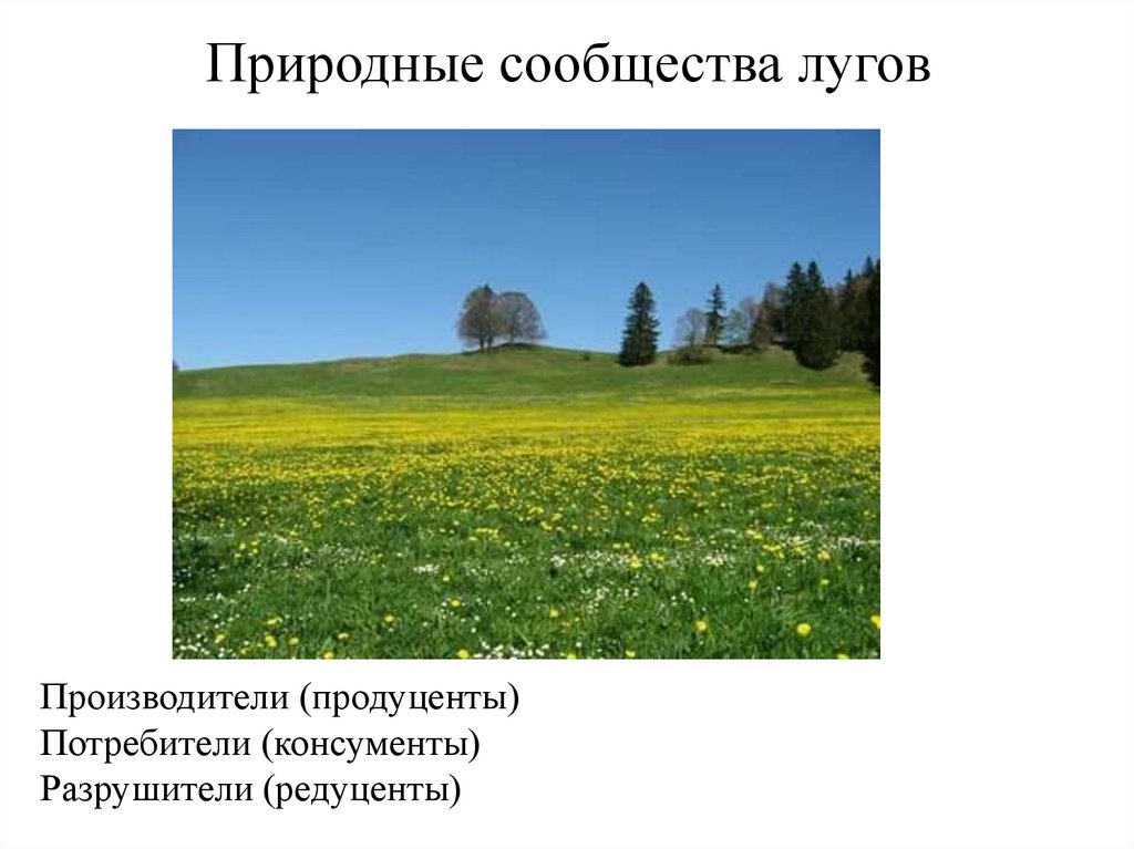 Природные сообщества лугов