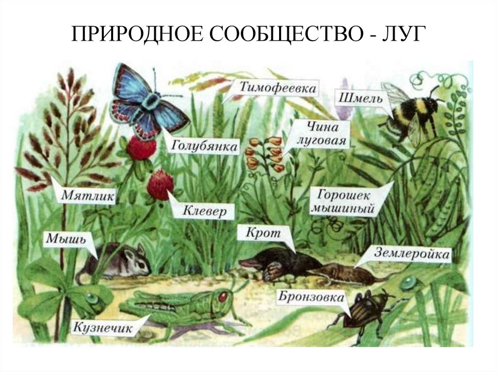 ПРИРОДНОЕ СООБЩЕСТВО - ЛУГ