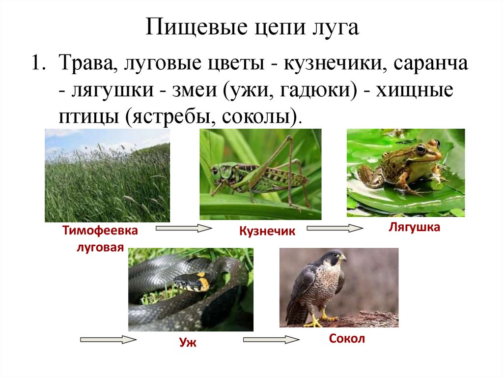 Пищевые цепи луга