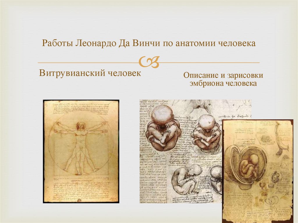 Работы Леонардо Да Винчи по анатомии человека
