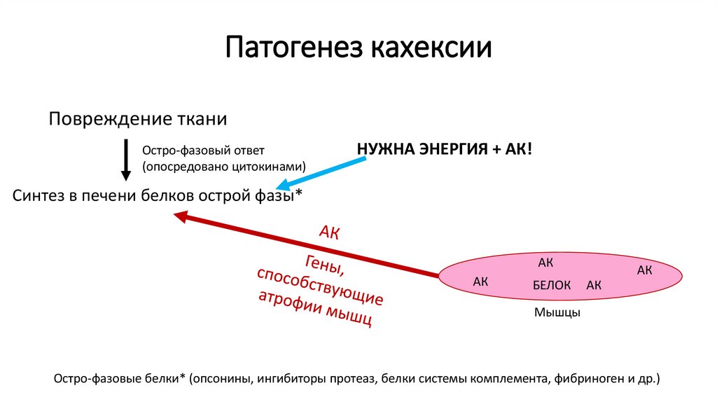 Патогенез кахексии
