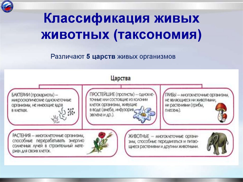 Классификация живых животных (таксономия)