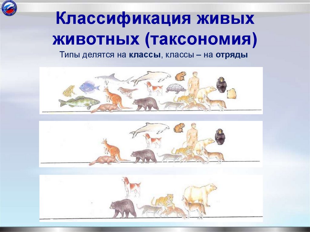 Классификация живых животных (таксономия)