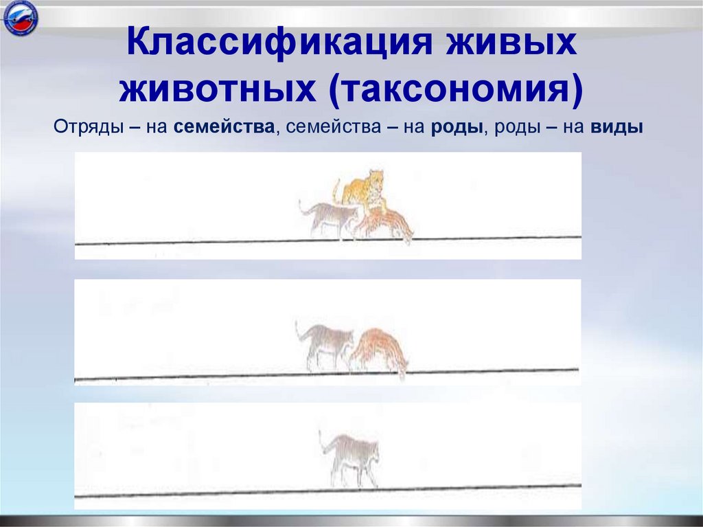 Классификация живых животных (таксономия)