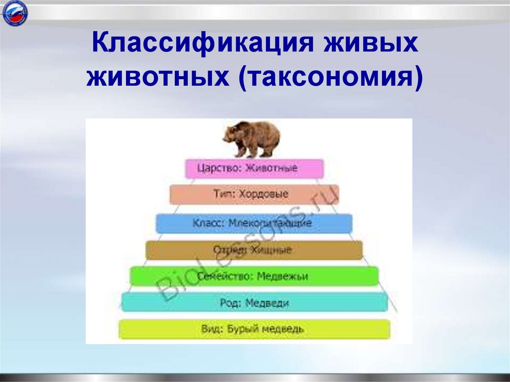 Классификация живых животных (таксономия)