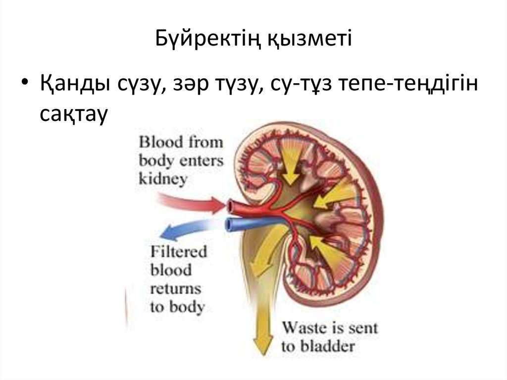 Бүйректің қызметі