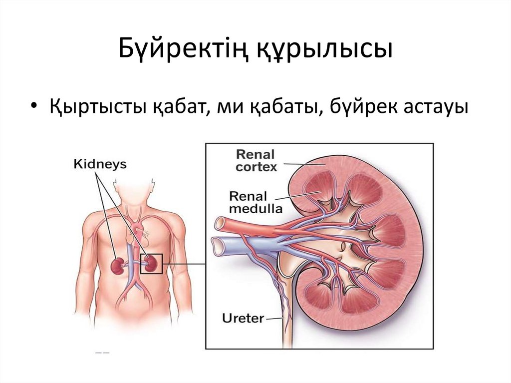 Бүйректің құрылысы